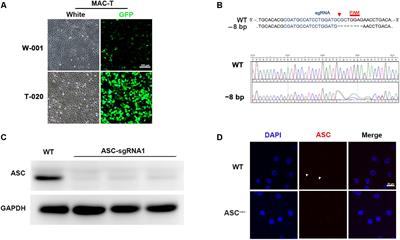 Lactobacillus rhamnosus GR-1 Ameliorates Escherichia coli-Induced Activation of NLRP3 and NLRC4 Inflammasomes With Differential Requirement for ASC